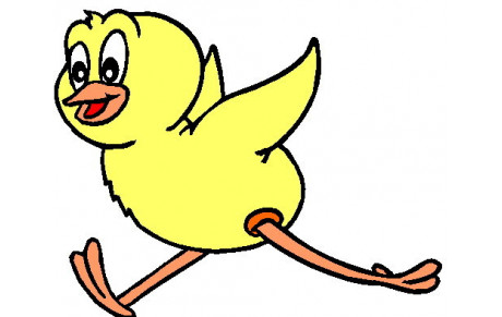 Eclosion d'une couvée de poussins à la Rotonde ?