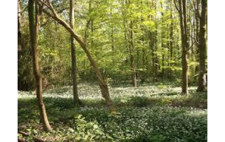 Samedi 7 janvier 2017 : Séance &quot;fartlek en forêt&quot;
